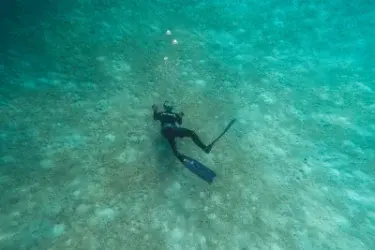 Melhores Spots de Snorkel e Mergulho Livre em Portugal: Guia com GPS, Fauna e Dificuldade