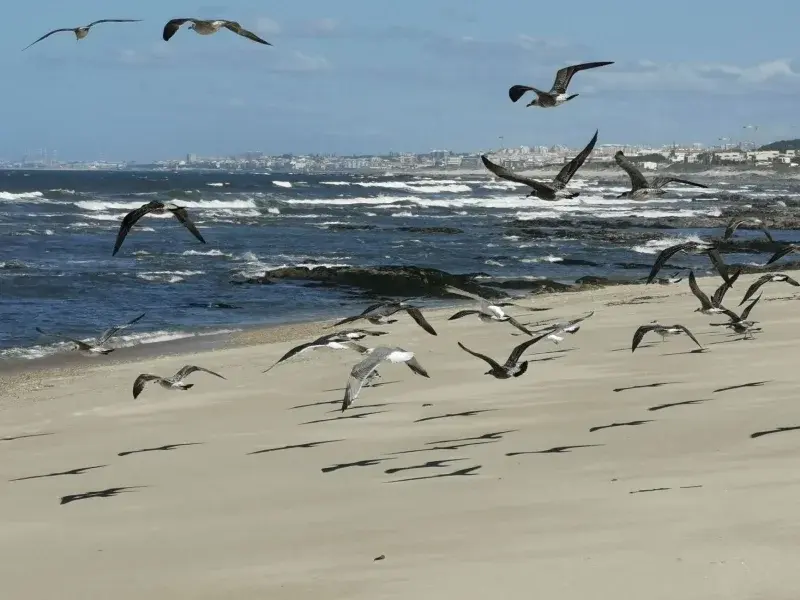 Praia de Cabanas de Tavira (Ilha de Cabanas)