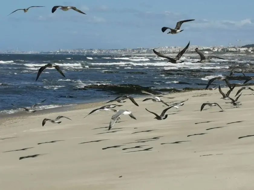 Nortada nas Praias de Portugal 2026: Porque Sopra Tanto Vento e Como se Proteger