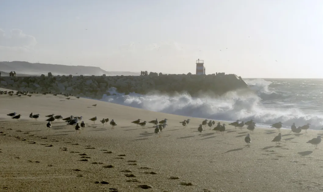 Costa de Prata: As Melhores Praias entre Figueira da Foz e Setúbal