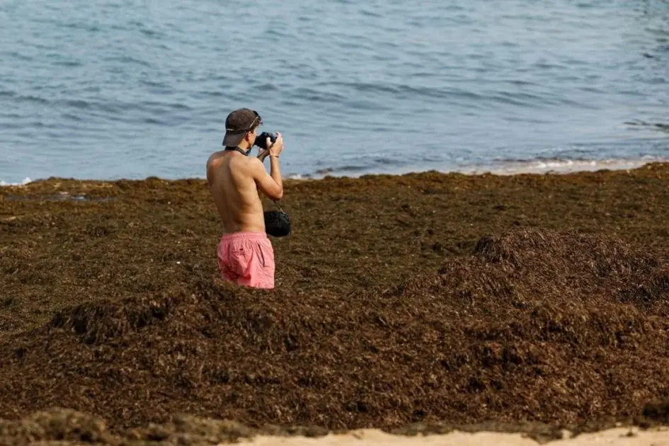 Invasive Seaweed on Algarve and Cascais Beaches in 2026: What Travellers Need to Know